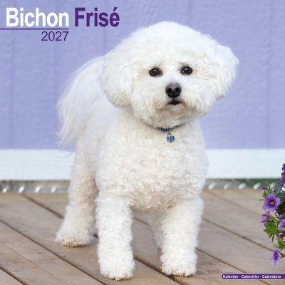 Bichon frisé väggkalender 2027