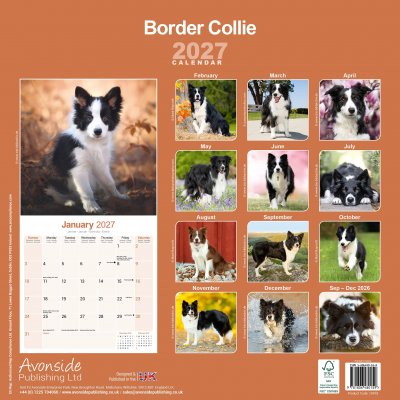 Border collie väggkalender 2027
