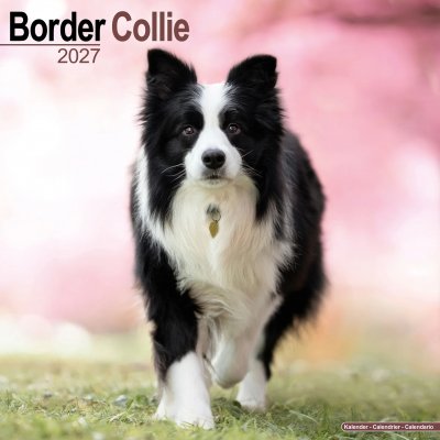 Border collie väggkalender 2027