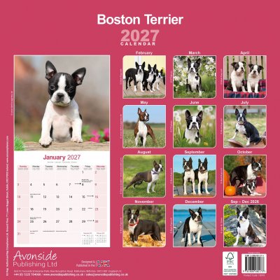 Bostonterrier väggkalender 2027