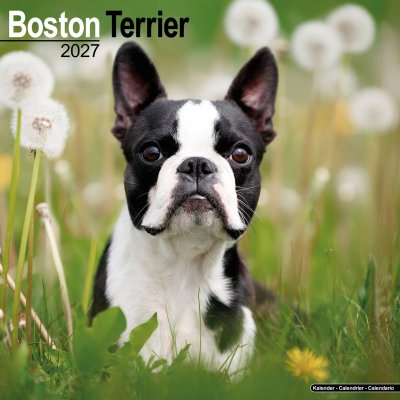Bostonterrier väggkalender 2027