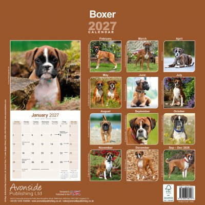 Boxer väggkalender 2027