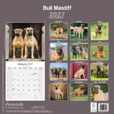 Bullmastiff väggkalender 2027