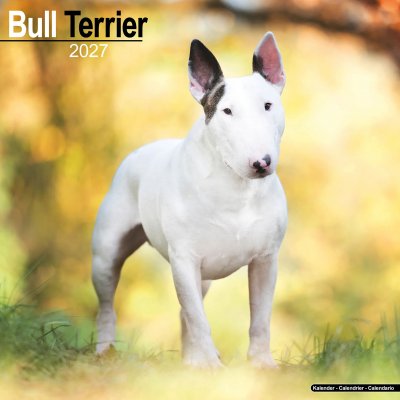 Bullterrier väggkalender 2027