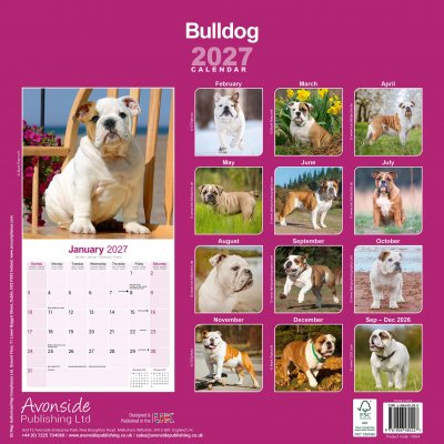 Engelsk bulldogg väggkalender 2027