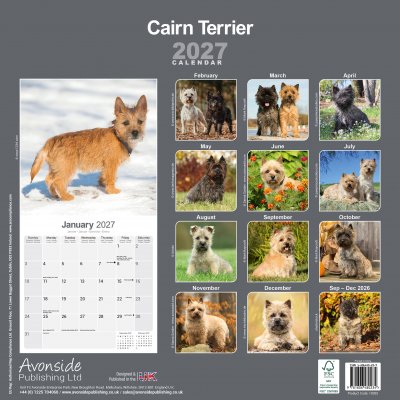 Cairnterrier väggkalender 2027