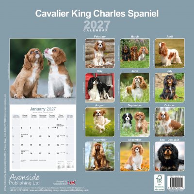 Cavalier king charles spaniel väggkalender 2027