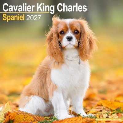 Cavalier king charles spaniel väggkalender 2027