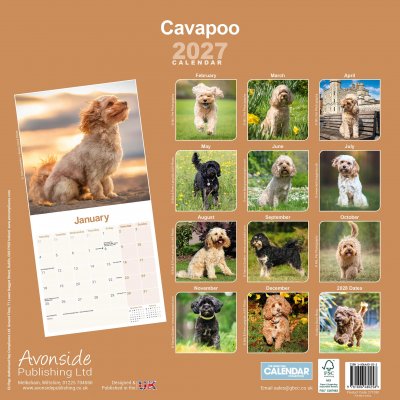 Cavapoo väggkalender 2027