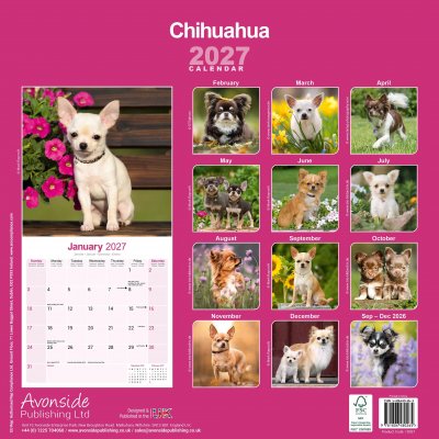 Chihuahua väggkalender 2027