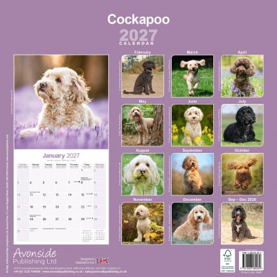 Cockapoo väggkalender 2027