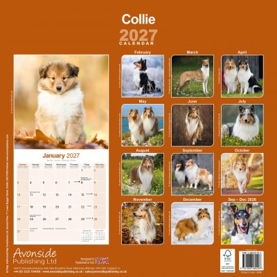 Collie (lång- och korthårig) väggkalender 2027