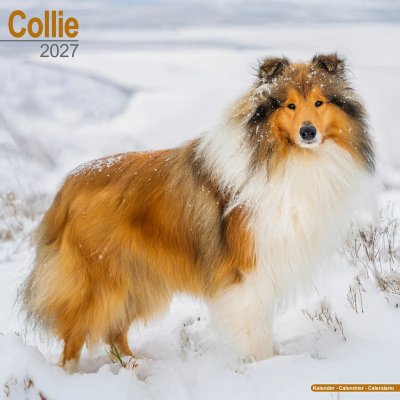 Collie (lång- och korthårig) väggkalender 2027