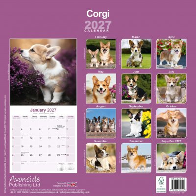 Welsh corgi cardigan / Welsh corgi pembroke väggkalender 2027