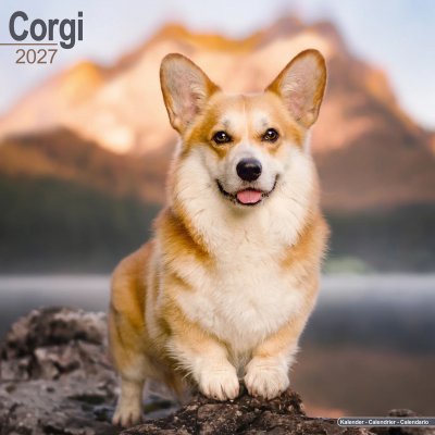 Welsh corgi cardigan / Welsh corgi pembroke väggkalender 2027
