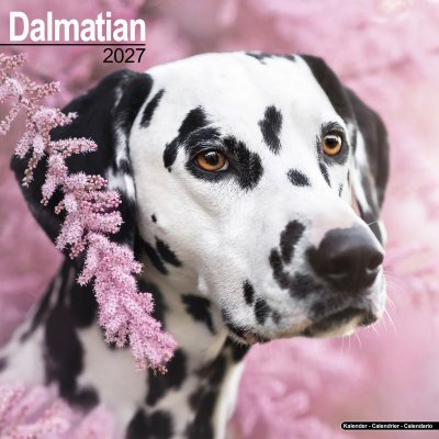 Dalmatiner väggkalender 2027