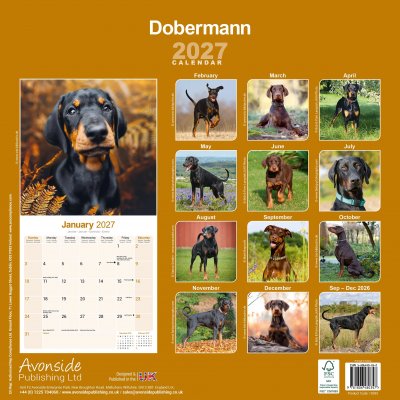 Dobermann väggkalender 2027