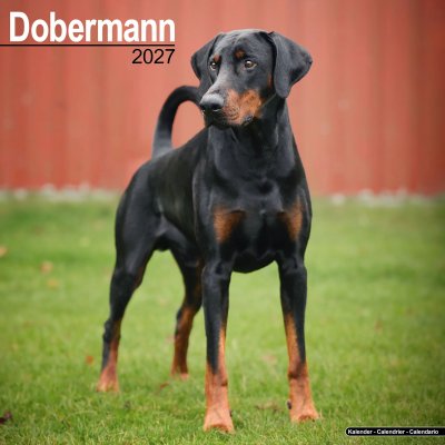 Dobermann väggkalender 2027