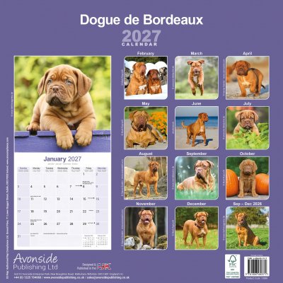 Dogue de bordeaux väggkalender 2027