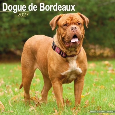 Dogue de bordeaux väggkalender 2027