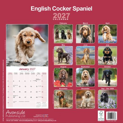 Cocker spaniel- väggkalender 2027
