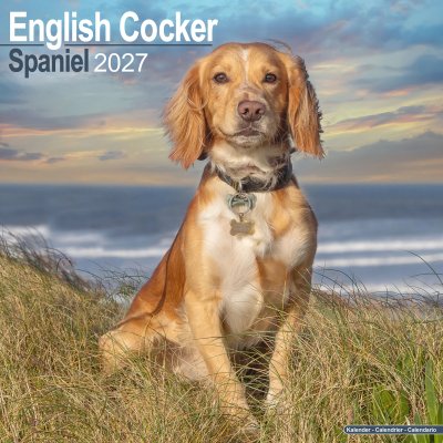 Cocker spaniel- väggkalender 2027