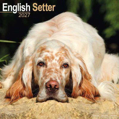 Engelsk setter väggkalender 2027