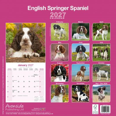 Engelsk springer spaniel väggkalender 2027