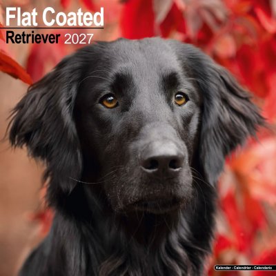 Flatcoated retriever väggkalender 2027