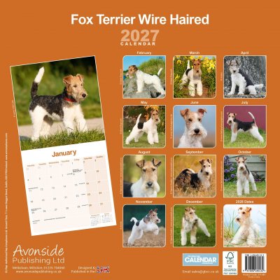 Strävhårig foxterrier väggkalender 2027