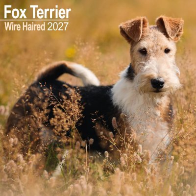 Strävhårig foxterrier väggkalender 2027