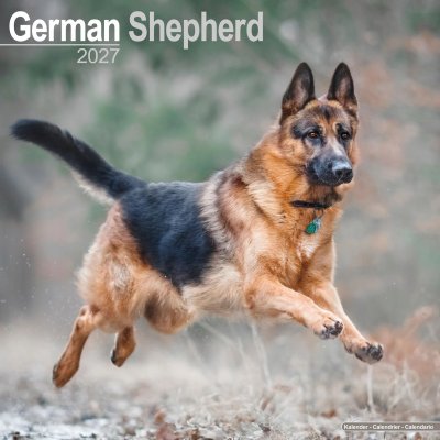 Tysk schäferhund väggkalender 2027