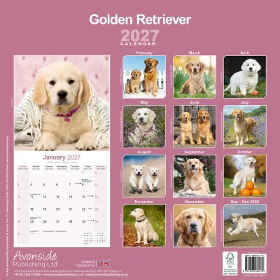 Golden retriever väggkalender 2027