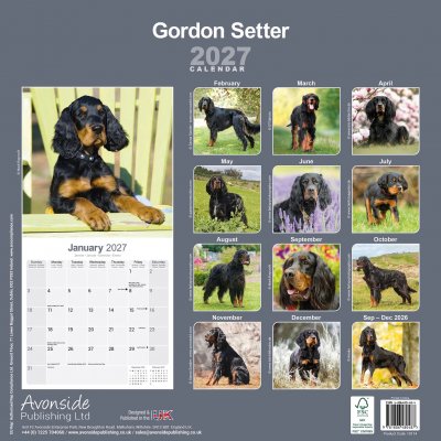 Gordonsetter väggkalender 2027