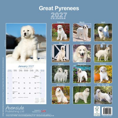 Pyrenéerhund väggkalender 2027