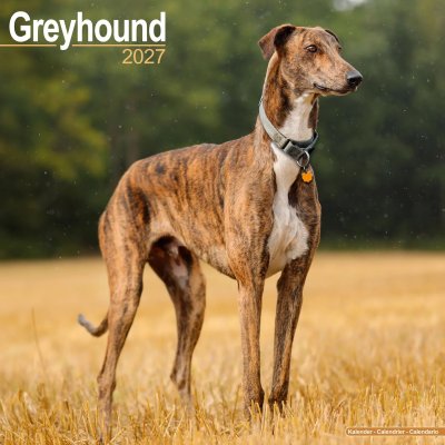 Greyhound väggkalender 2027