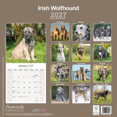Irländsk varghund väggkalender 2027