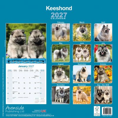Keeshond väggkalender 2027