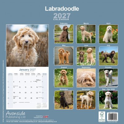 Labradoodle väggkalender 2027