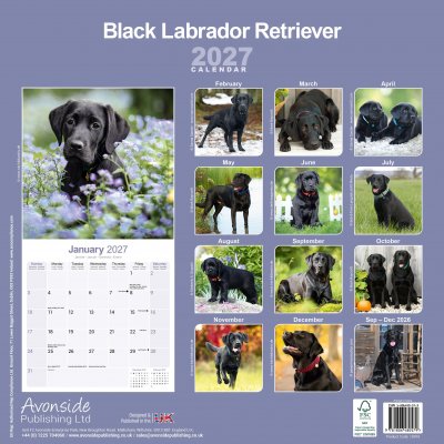 Labrador retriever (svart) väggkalender 2027