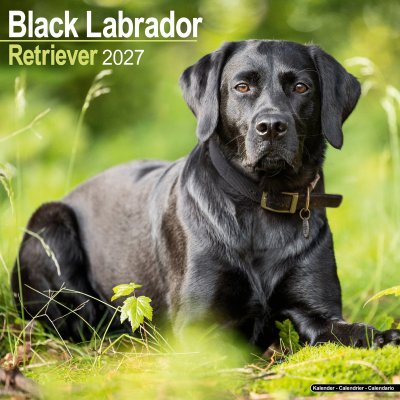 Labrador retriever (svart) väggkalender 2027