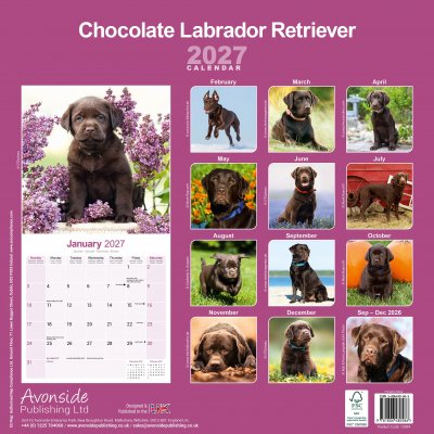 Labrador retriever (brun) väggkalender 2027