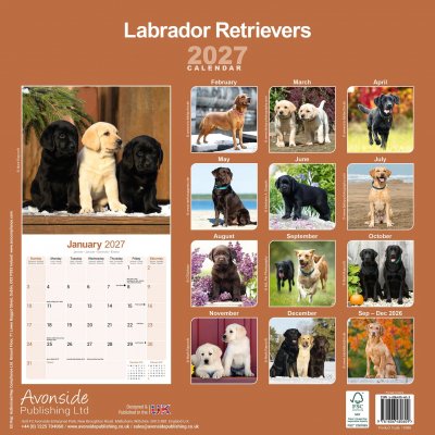 Labrador retriever väggkalender 2027