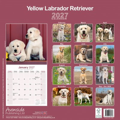 Labrador retriever (gul) väggkalender 2027