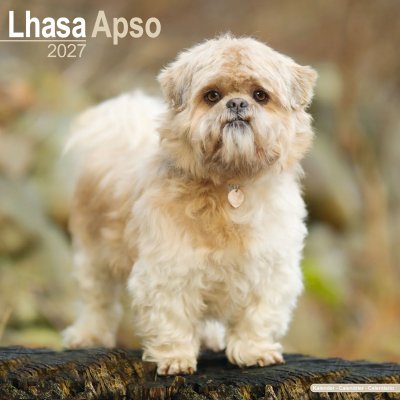 Lhasa apso väggkalender 2027