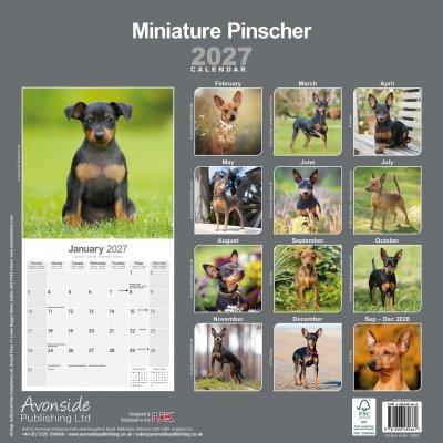 Dvärgpinscher väggkalender 2027