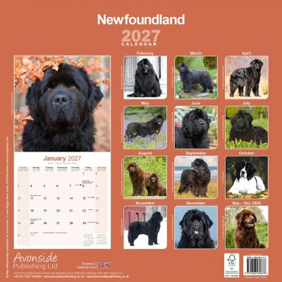 Newfoundlandshund väggkalender 2027