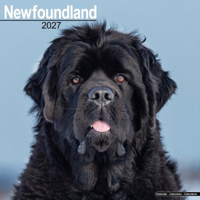 Newfoundlandshund väggkalender 2027