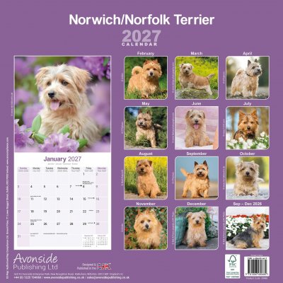 Norfolkterrier norwichterrier väggkalender 2027