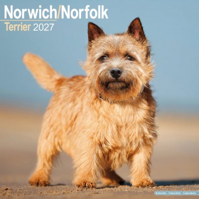 Norfolkterrier norwichterrier väggkalender 2027